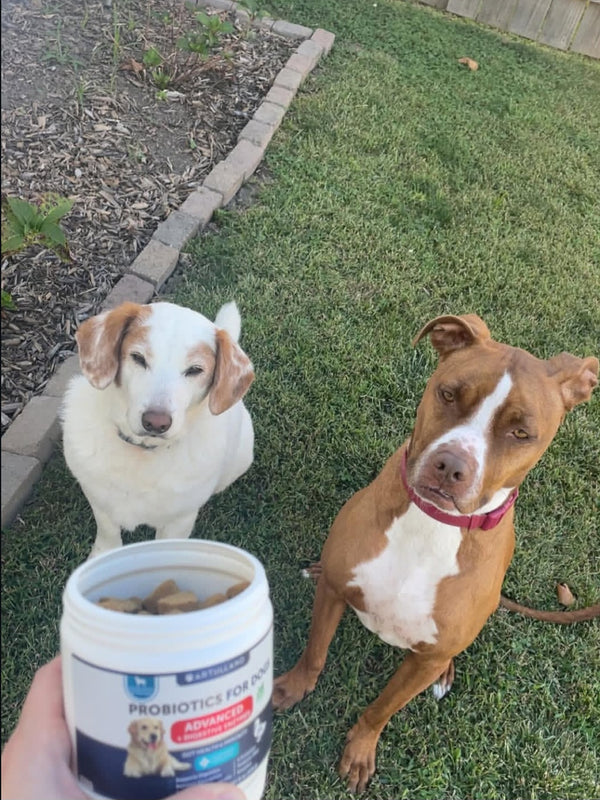 Luna ama sus Zen Bites 🐕