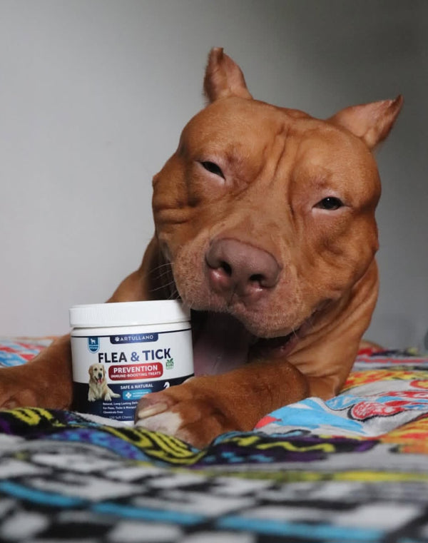 Luna ama sus Zen Bites 🐕