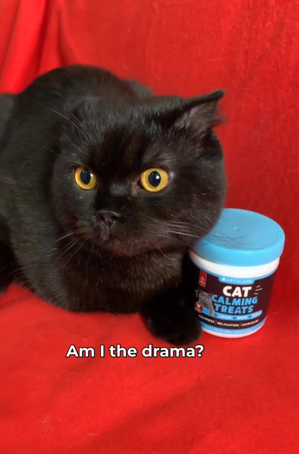 Rocky duerme mejor que nunca 😴