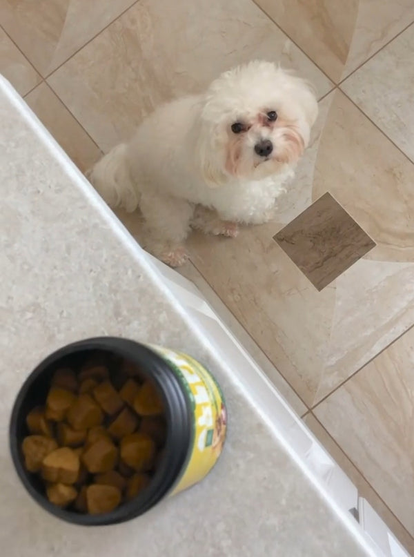 Nala está más activa y feliz ✨