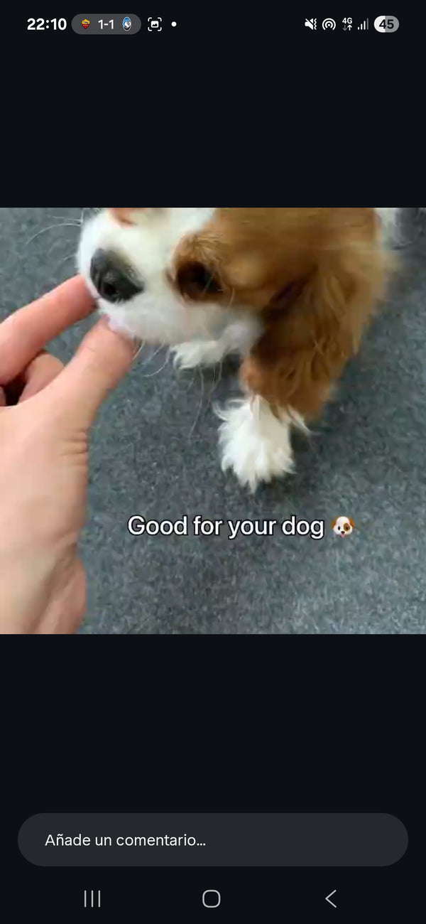 Max ya no tiene ansiedad 🐾