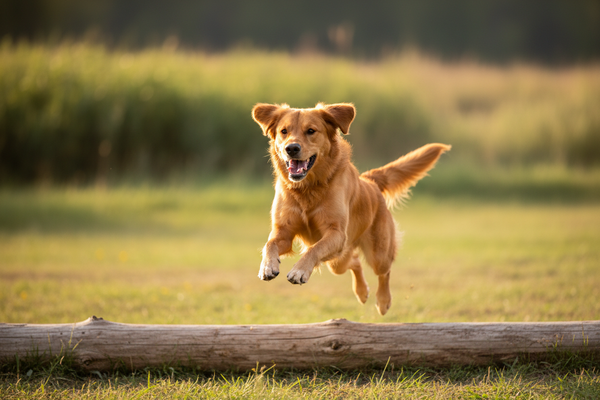 Colección movilidad para perros